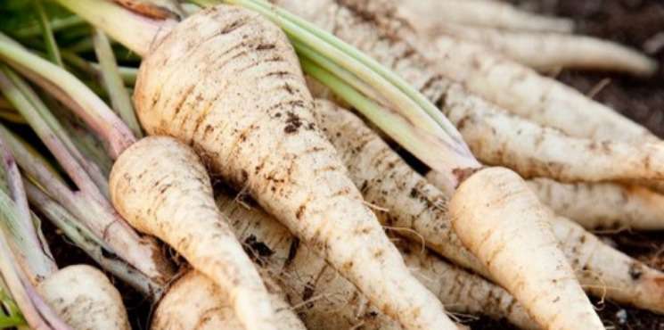 Le panais, le plus moderne des légumes anciens